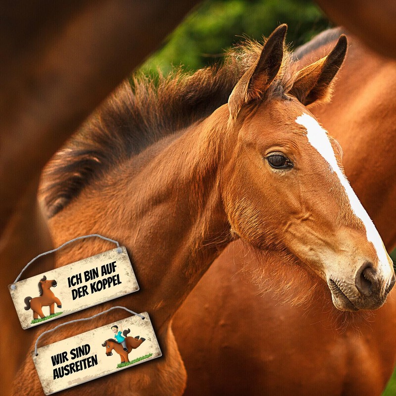trendaffe - Brown horse is riding or on the paddock
