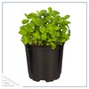Live Aromatic and Edible Herbs - Assorted Varieties (4 Per