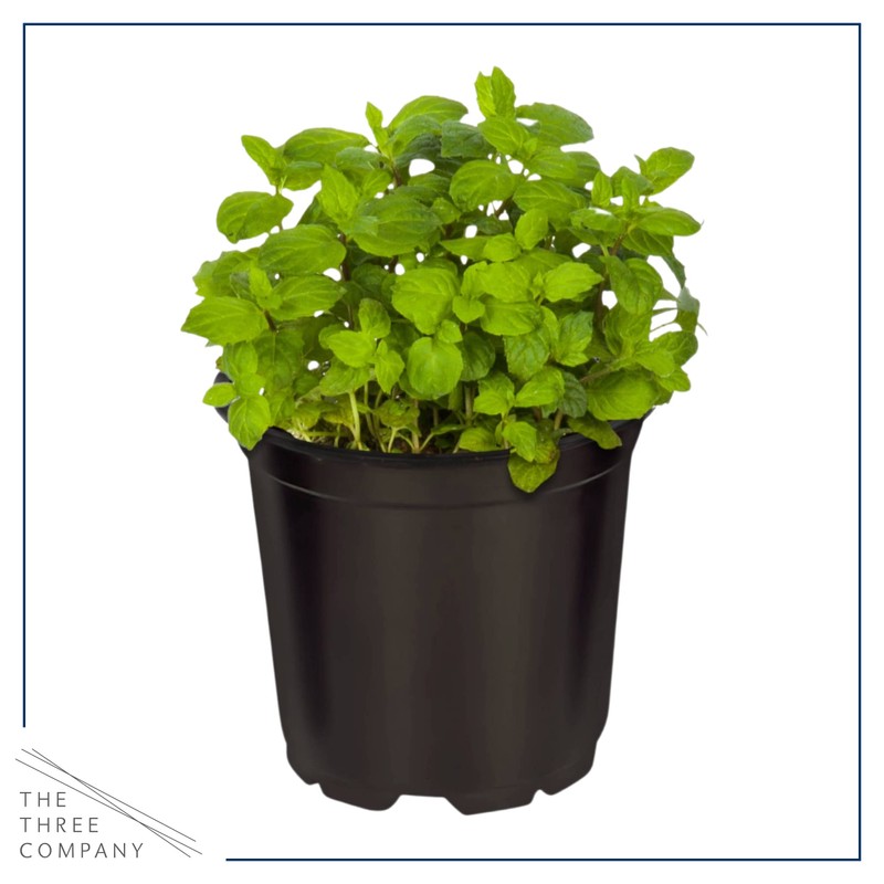 Live Aromatic and Edible Herbs - Assorted Varieties (4 Per