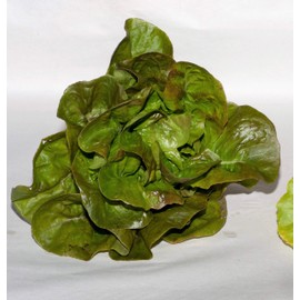 Bronze Mignonette Butterhead Lettuce Seeds, 1000 Heirloom Seeds Per Packet, Non GMO Seeds