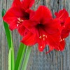 Red Waxed Red Lion Amaryllis Bulb Size 26/28