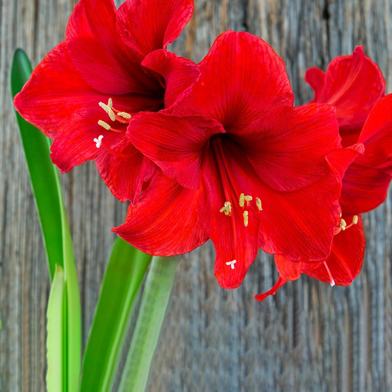 Red Waxed Red Lion Amaryllis Bulb Size 26/28