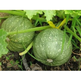 Southeast Seeds Round Zucchini Summer Squash Seeds, NON-GMO, Variety Sized Packets, FREE SHIP - 450 Seeds or 2 OZ
