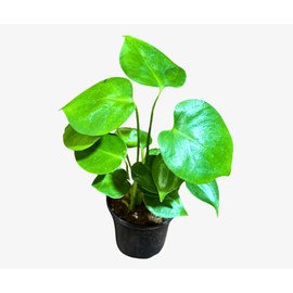 PLANTVERS Monstera Deliciosa in 4" Grow Pot – Live Monstera – Tropical Houseplant – Air-Purifying Indoor Plant – Easy Care & Low-Light Plant - Rare Tropical Plant for Home Déco