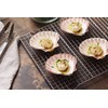 Nantucket Seafood Natural Baking Sea Shells, 5-Inch, Set of 4