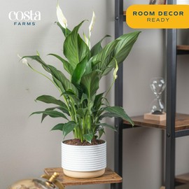 Costa Farms Peace Lily Live Plant in Decorative Pot, Air Purifying Flowering Indoor Houseplant, Perfect for Home, Room, or Office Decor, Great House Warming or Birthday Gift, 14-24 Inches Tall