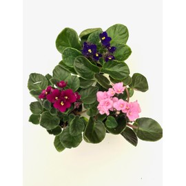 Generic 3-Pack African Violets (Saintpaulia) in 4-Inch Pot, Assorted Colors, Beautiful African Violets, Home Decor, Office Decor