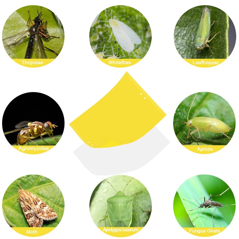 30 Pack Yellow Sticky Traps Fruit Fly Trap, Double-Sided Fungus
