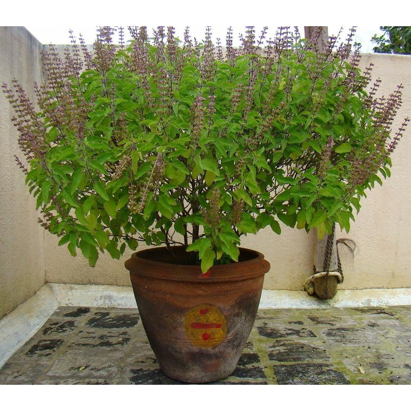 Seeds4planting - Seeds Ornamental Holy Basil Indoor Tulsi Green Thai
