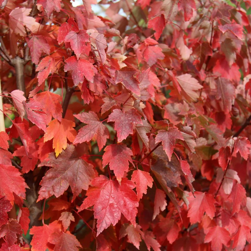 Tree Sun Valley Red Maple Tree - 12-24" Tall -