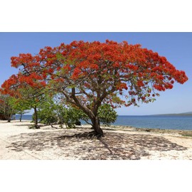 Red Flame Flamboyant Tree Seeds Royal Poinciana Delonix Regia U.S. Seller (1 Seed)