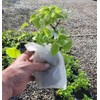 Climbing Hydrangea Anomala (petiolaris) - Live Plant - (1 QT)