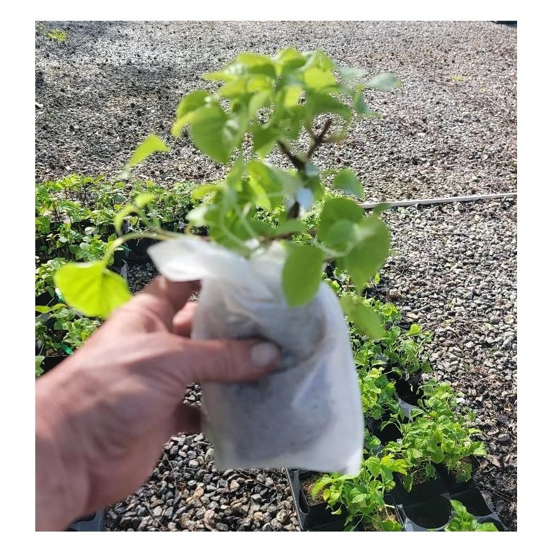 Climbing Hydrangea Anomala (petiolaris) - Live Plant - (1 QT)