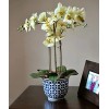 Mosser Lee Sphagnum Peat Long Fibered Moss ORCHID Mosser Lee