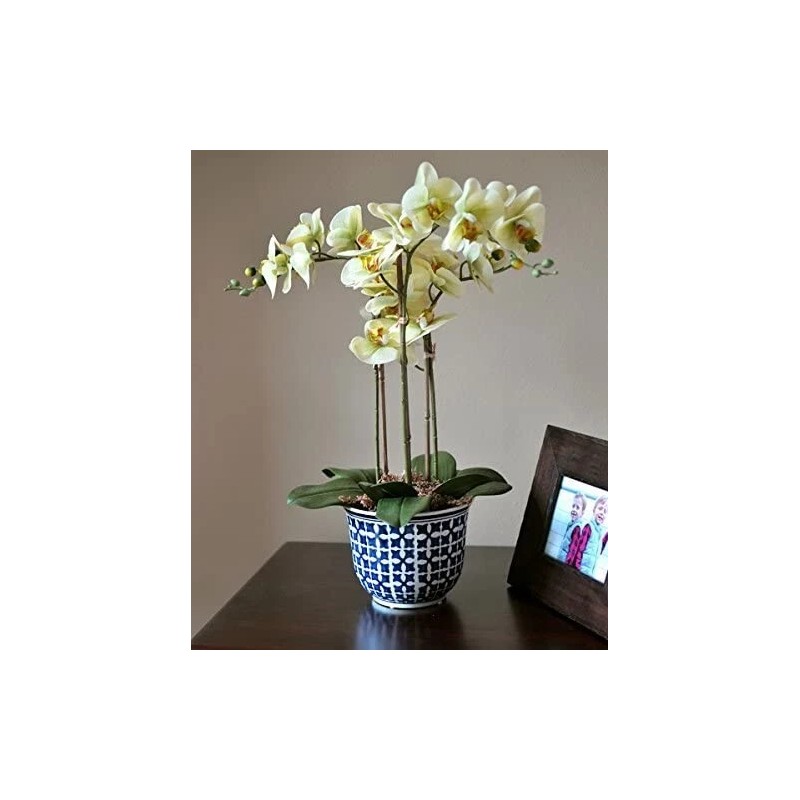 Mosser Lee Sphagnum Peat Long Fibered Moss ORCHID Mosser Lee