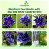 Outsidepride Blue Picotee Morning Glory Seeds - 50 Pcs. Annual,