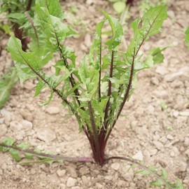 David's Garden Seeds Chicory Dandelion Italiko Red 5564 (Green and Red) 200 Non-GMO, Open Pollinated Seeds