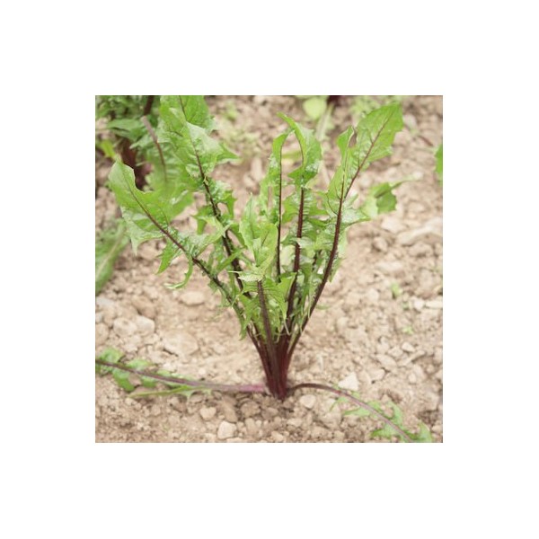 David's Garden Seeds Chicory Dandelion Italiko Red 5564 (Green and