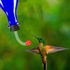 Baderke 10 Pcs Hummingbird Feeder Tubes and Stopper Replacement Parts
