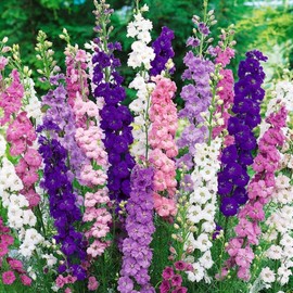 22Day Seeds: Seeds Delphinium Giant Mix/Annual Flowers