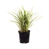AMERICAN PLANT EXCHANGE Aztec Grass Indoor/Outdoor Air Purifier Live Plant,