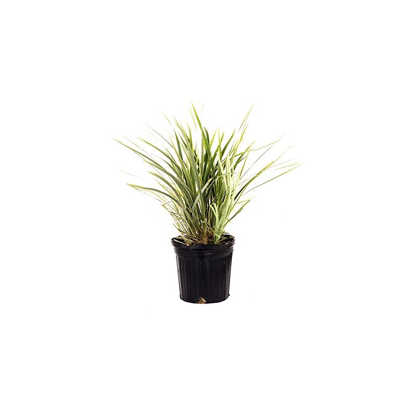 AMERICAN PLANT EXCHANGE Aztec Grass Indoor/Outdoor Air Purifier Live Plant,