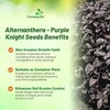 Outsidepride Alternanthera Purple Knight Seeds - 10 Pcs Purple Foliage,