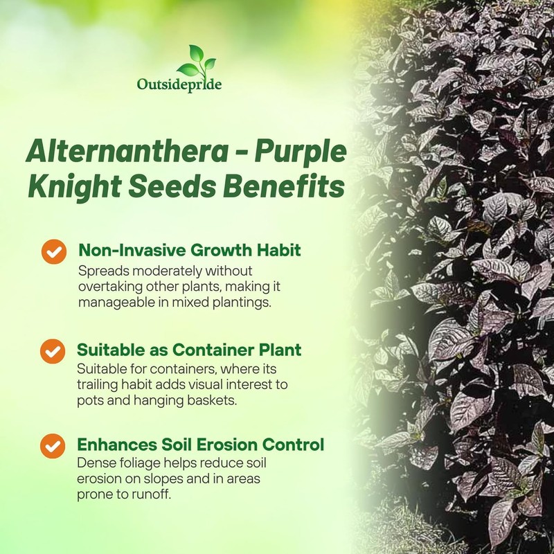 Outsidepride Alternanthera Purple Knight Seeds - 10 Pcs Purple Foliage,