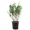 Premier Blueberry Bush, Rabbiteye, 2-3 ft Plant Height, 5 gal.