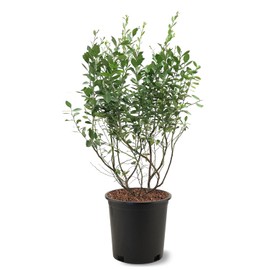 Premier Blueberry Bush, Rabbiteye, 2-3 ft Plant Height, 5 gal. Nursery Pot (Due to Agricultural Laws, we Cannot Ship to CA, AZ, AK, or HI)