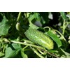 KIRA SEEDS - Cucumber Wisconsin - Open-Pollinated - Heirloom Vegetable