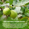 LeafLea Guava Leaf Tea, 40 Individually Wrapped Tea Bags, Made