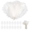 20 pcs Ostrich Feathers, Natural Feathers Plume, 8-10 Inch Craft