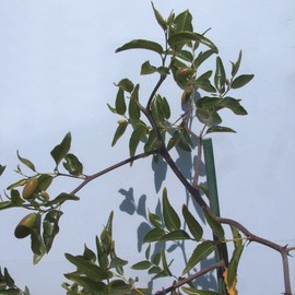 Jujube T608A (2)Georgia GA866 Jujube Tree 8" Thin Cutting For Graft ScionWood/Scio