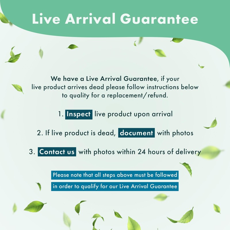 SubstrateSource Mini Bolbitis Baby Leaf - Live Aquarium Plant for