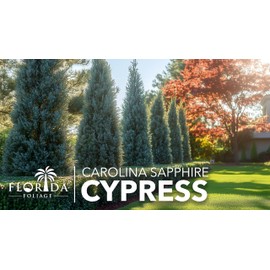 Carolina Sapphire | 10 Live Quart Size Trees | Cupressus arizonica 'Carolina Sapphire' | Privacy Screen | Fast-Growing Evergreen Plants for Landscaping