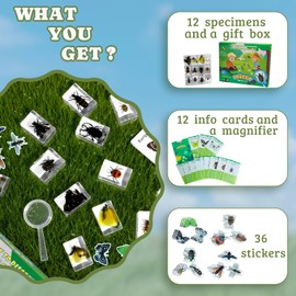 Artojoy Insect in Resin Specimen, 12 PCS Scientific Educational Bugs Collection, Science Classroom Preschool Display, Real Specimens of Butterflies Beetles Preserved, Stickers, Oddities(Total 61pcs)