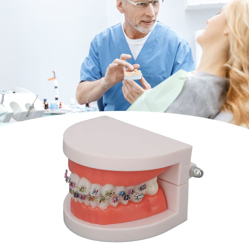 Teeth Dental Demonstration Model, Dental Typodont Tooth Model with Orthodontic