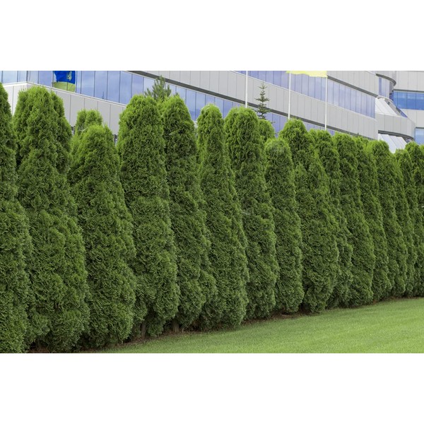50 American Arborvitae Tree Seeds | Giant Thuja Tree, Thuja occidentalis | Privacy or Landscaping Tree