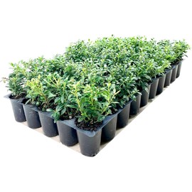 Soft Touch Compact Japanese Holly | 40 Live Plants | Ilex crenata | Low Maintenance Evergreen Shrub