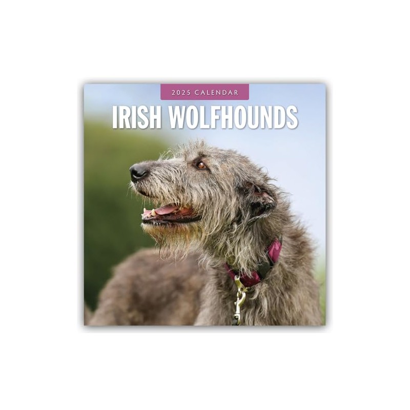 Irish Wolfhounds 2025 Square Wall Calendar