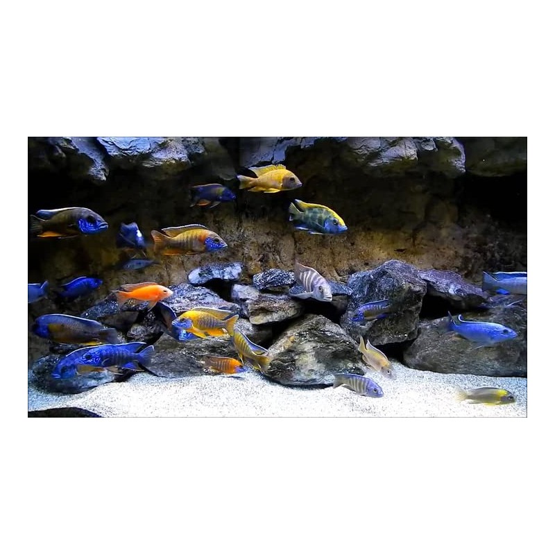 RON'S CICHLIDS African Cichlid Fish Food, Premium Tropical Fish Food