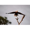 Color photographic print of an American bald eagle (8x10)