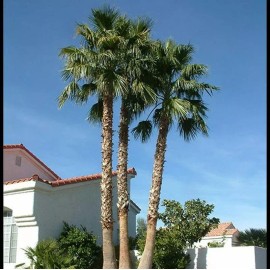 Fresh 50+ MEXICAN FAN PALM TREE SEEDS, WASHINGTON ROBUSTA (012) Freshly Harvested 2023
