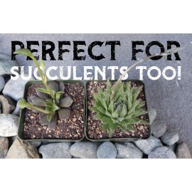 Spike & Bloom High Drainage Cactus Soil Potting Mix with Mycorrhizal Fungi - 8 Pounds