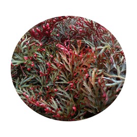 Fern Ruby RED SPIKEMOSS Plant Selaginella Unusual Cold Tolerant Houseplant or Outdoor Shade Garden Starter Size 4 Inch Pot Emerald R