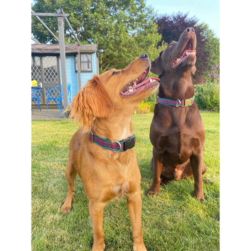 Tartan Dog Collar 25mm Wide Adjustable Comfortable Collar Small Medium