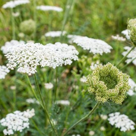 QUEEN ANNE'S LACE, Bishop's Flower "Daucus Carota" ~Wildflower~ 30+ Biennial Seeds