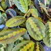 Hopewind Plants Shop, Red Prayer Plant, Red Maranta, Gorgeous Live