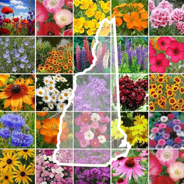 Eden Brothers New Hampshire Wildflower Mixed Seeds for Planting, 1